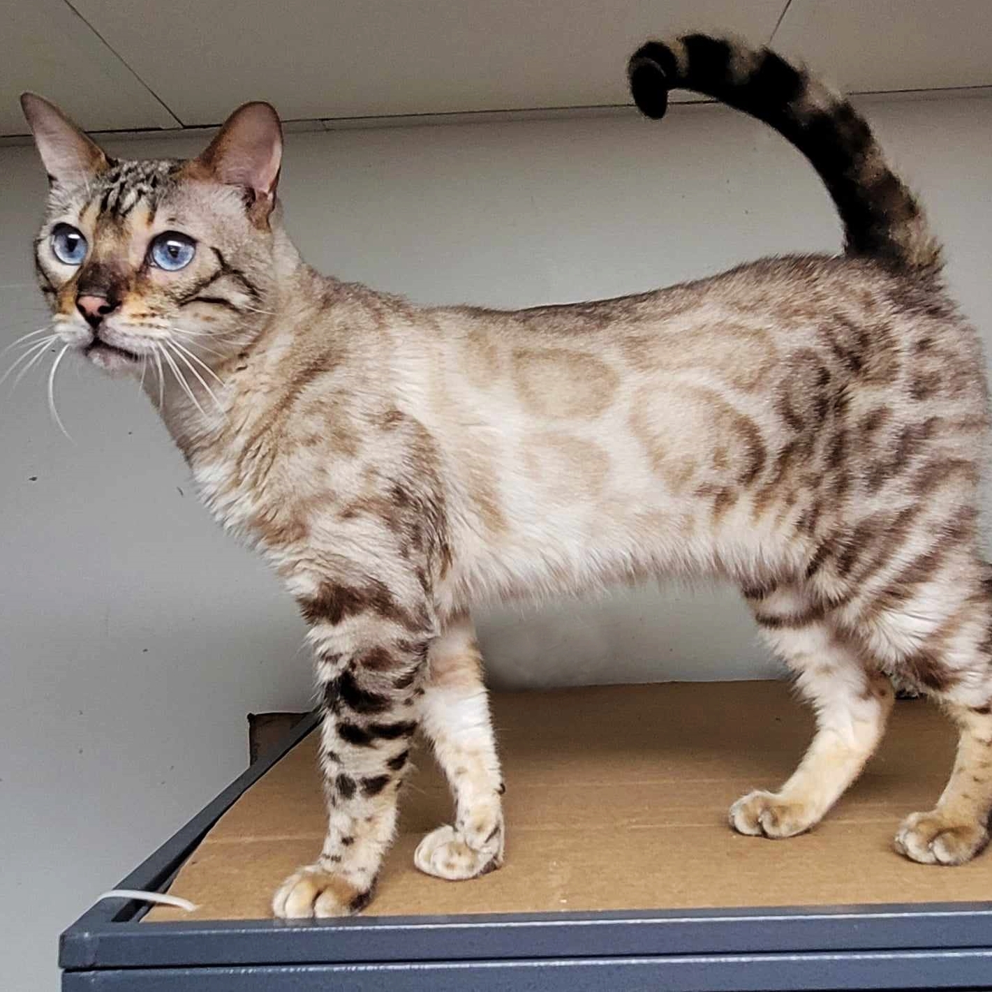 Bengal Cats for Sale in the US (Minnesota): Unique Companions for Your Home